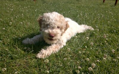 Die Hundemarke
