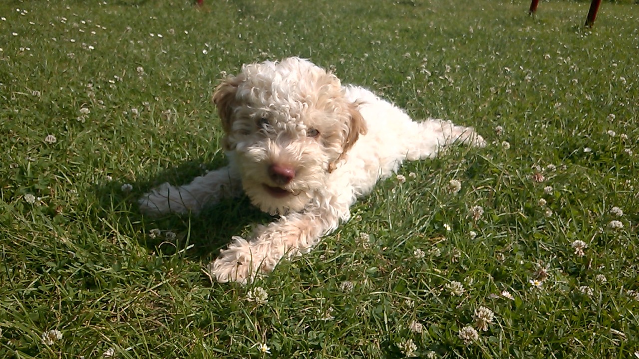 Unser Hund
